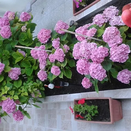 Appartement Dom Eli Pomorie