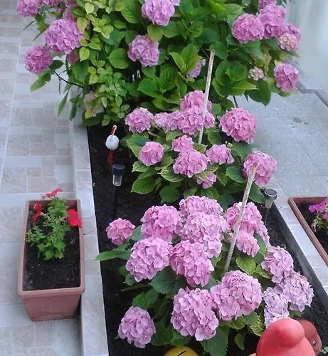 Dom Eli Апартамент