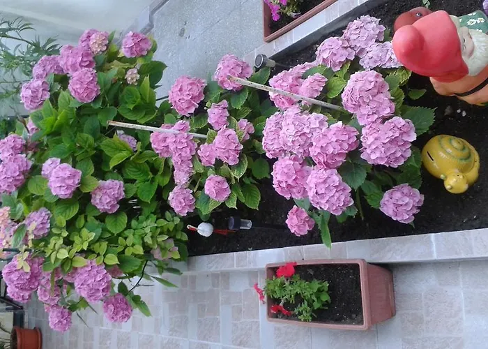 Апартамент Dom Eli Поморие